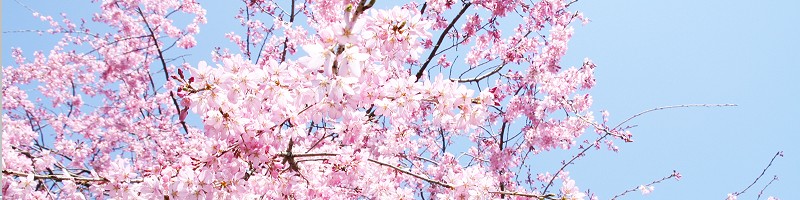 �܂���v�ɂ���l�C���X�g�T�v�����T�C�g